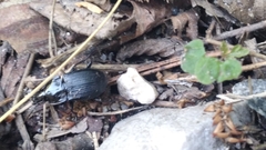 Abax parallelepipedus