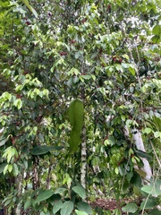 Lacistema aggregatum