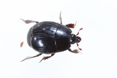 Margarinotus carbonarius