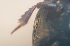 Margarinotus carbonarius