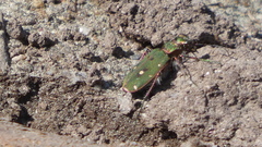 Cicindela campestris