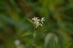 Solanum pilcomayense