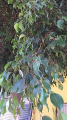 Ficus benjamina benjamina