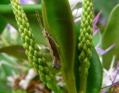 Plutella xylostella-australiana