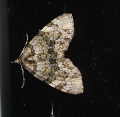 Heterochasta lasioplaca