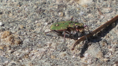 Cicindela campestris