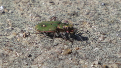 Cicindela campestris