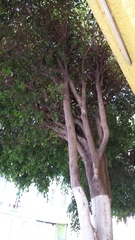 Ficus benjamina benjamina