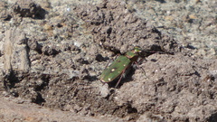 Cicindela campestris