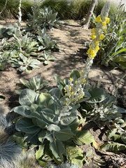 Verbascum bombyciferum