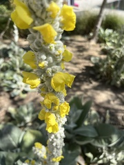 Verbascum bombyciferum