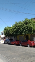 Ficus benjamina benjamina