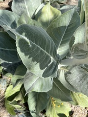 Verbascum bombyciferum