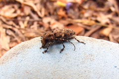 Aegomorphus circumflexus