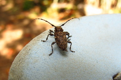 Aegomorphus circumflexus