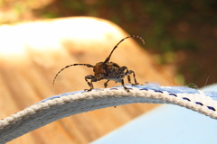 Aegomorphus circumflexus