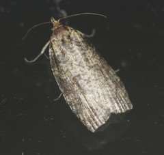 Cryptoptila australana