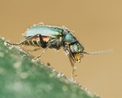 Clanoptilus