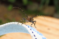 Aegomorphus circumflexus