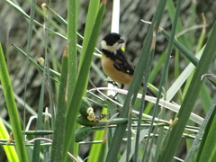 Sporophila torqueola