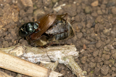 Canthon viridis