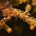 Ptilidium californicum - Photo no hay derechos reservados, subido por Braden J. Judson