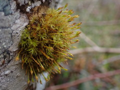 Ulota obtusiuscula
