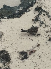 Chordeiles gundlachii