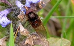 Rhingia campestris