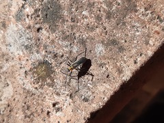 Stenomacra marginella