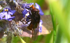 Rhingia campestris