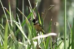 Sporophila torqueola