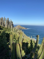 Cereeae
