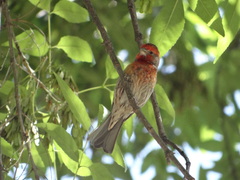 Haemorhous mexicanus