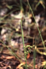 Juncus holoschoenus