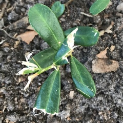 Atalantia buxifolia