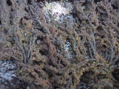 Callithamnion pikeanum