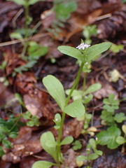 Plectritis congesta brachystemon