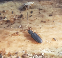 Uleiota debilis