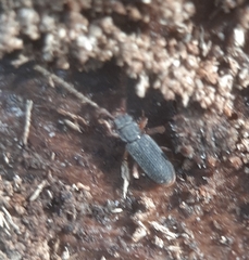 Uleiota debilis