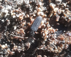Uleiota debilis