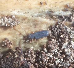 Uleiota debilis