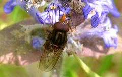 Rhingia campestris