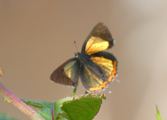 Heliophorus brahma