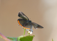 Heliophorus brahma