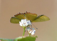 Heliophorus brahma