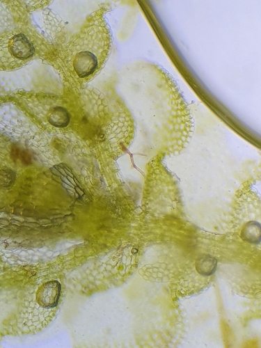 Image of Pearl Pouncewort by no rights reserved