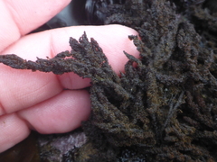 Callithamnion pikeanum