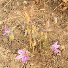 Erodium brachycarpum