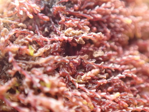 Image of Jungermannia rubra by no rights reserved